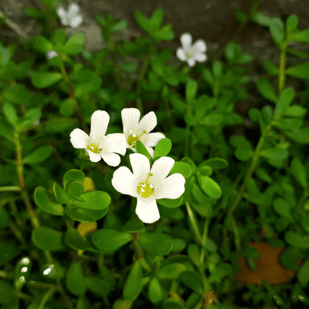 brahmi plant benefits