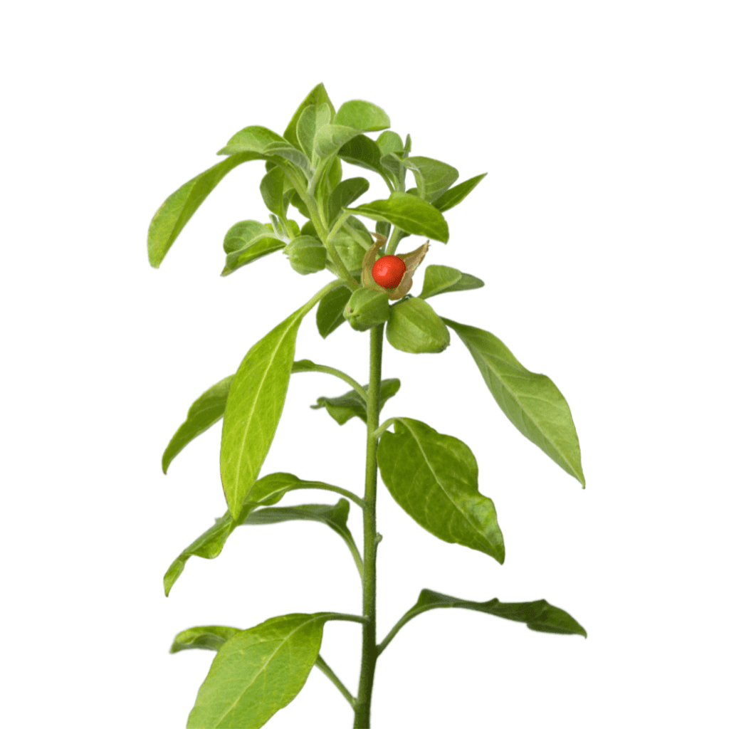 Ashwagandha leaves for weight loss