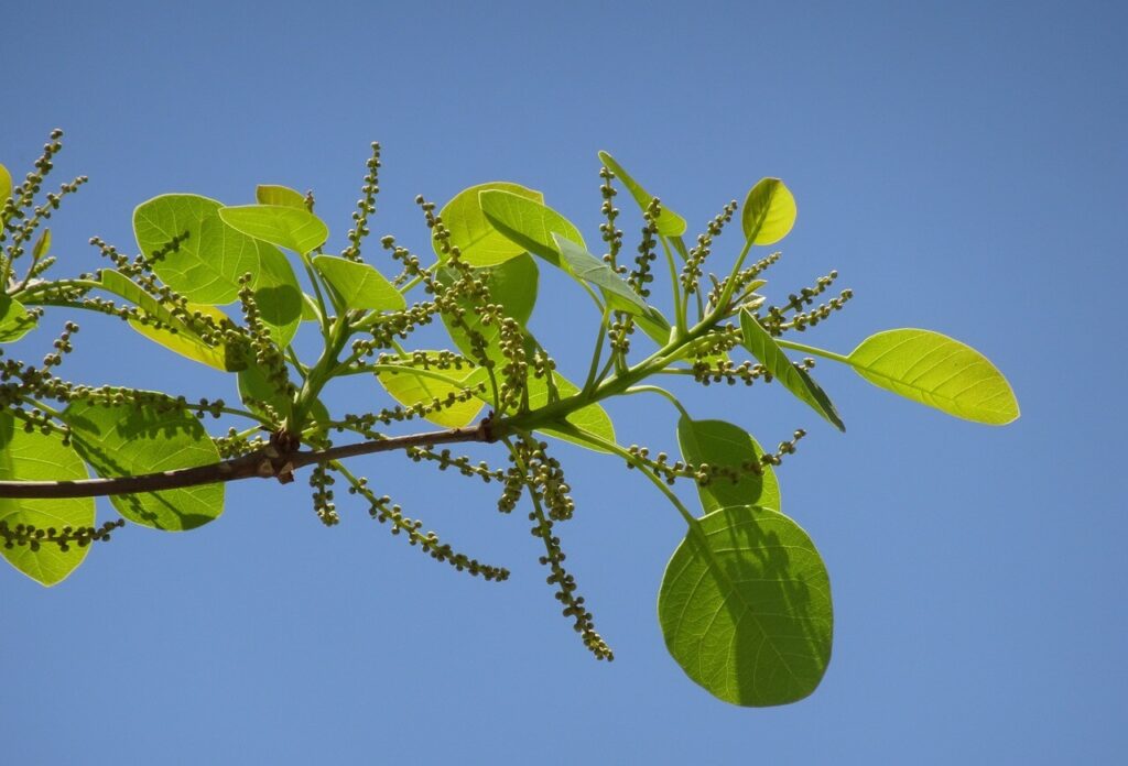 Triphala churna for arthritis